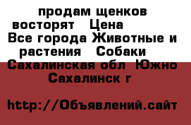 продам щенков восторят › Цена ­ 7 000 - Все города Животные и растения » Собаки   . Сахалинская обл.,Южно-Сахалинск г.